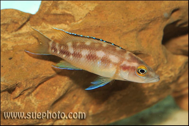 Neolamprologus buescheri 'Chituta Bay'